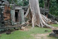 Tree roots, Angkor Wat