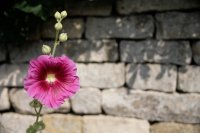Hollyhock Flower on a Cotswold Stone Wall