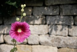 Hollyhock Flower on a Cotswold Stone Wall