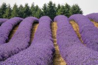 Lavender Field