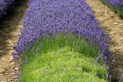 Lavender Field