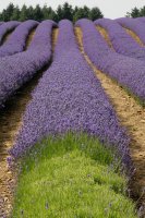 Lavender Field