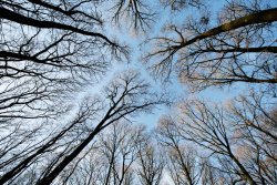 Winter trees, New Forest