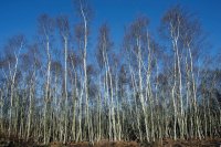 Silver Birch Plantation