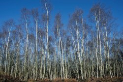 Silver Birch Plantation