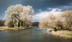 Spring Blossom,  Mottisfont