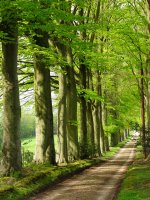 Avenue of Beech Trees