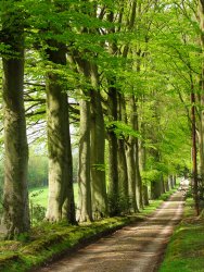 Avenue of Beech Trees