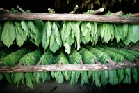 Tobacco leaves