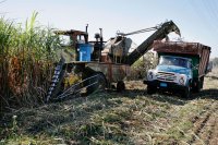 Sugarcane harvest