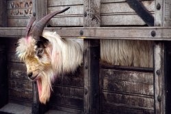 Saquisili livestock market