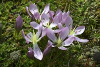 Gentianella, Cotopaxi