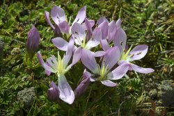 Gentianella, Cotopaxi
