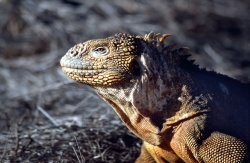 Land iguana, Seymour