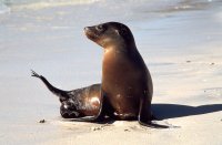 Sealion, Chinese Hat Island