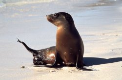 Sealion, Chinese Hat Island