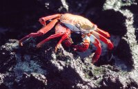 Sally Lightfoot crab