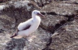 Juvenile masked boobie, Genovesa