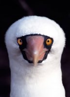 Masked boobie, Genovesa