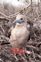 Red footed boobie, Genovesa