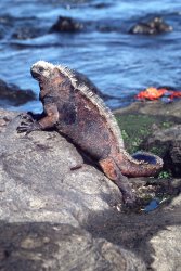 Marine iguana, Santiago