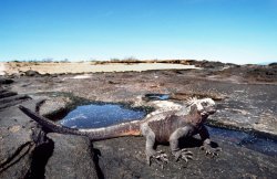 Marine iguana, Santiago