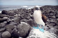 Blue footed boobie, Espanola