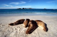 Sealions, Espanola