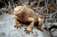 Land iguana, Santa Fe