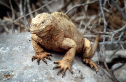 Land iguana, Santa Fe
