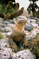 Land iguana, South Plaza