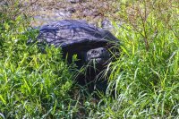 Giant tortoise, Santa Cruz highlands