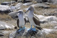 Blue footed boobies, Espanola