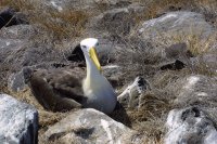 Waved albatros, Espanola