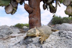 Land iguana, South Plaza