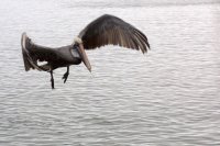 Brown Pelican