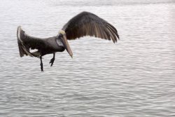 Brown Pelican