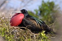 Male Frigate Bird, Seymour
