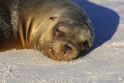 Sealion, Chinese Hat Island