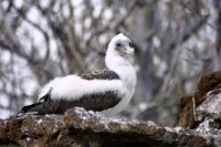 Juvenile red footed boobie