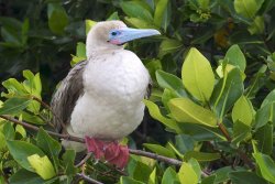 Red footed boobie, Genovesa