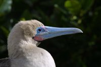 Red footed boobie, Genovesa