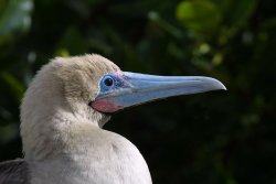 Red footed boobie, Genovesa