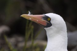 Masked boobie, Genovesa