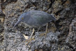 Lava Heron, Genovesa