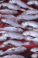 Gutted fish, Aberdeen Harbour