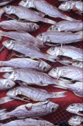 Gutted fish, Aberdeen Harbour