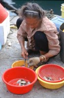 Gutting fish, Aberdeen Harbour