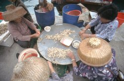 Shrimps, Aberdeen Harbour