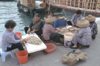 Shrimps, Aberdeen Harbour